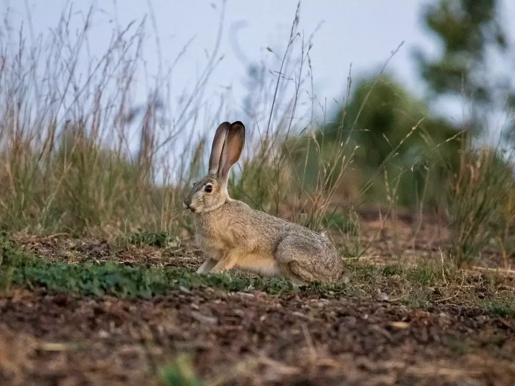 Див заек - описание, характеристики и местообитание